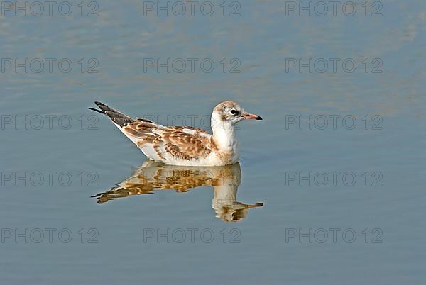 Black-headed gull