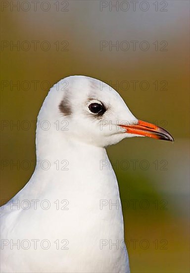 Black-headed gull