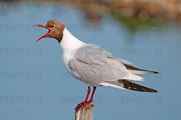 Black-headed gull