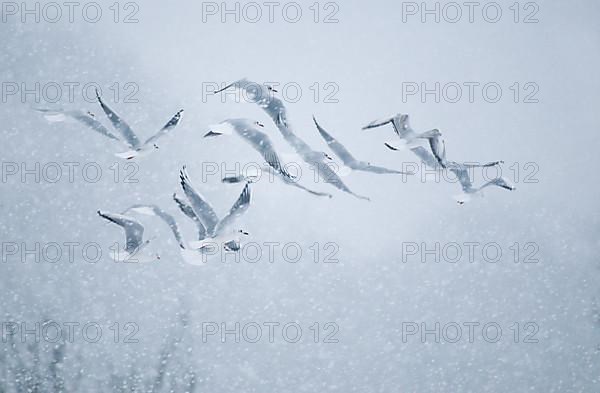 Adult black-headed gull