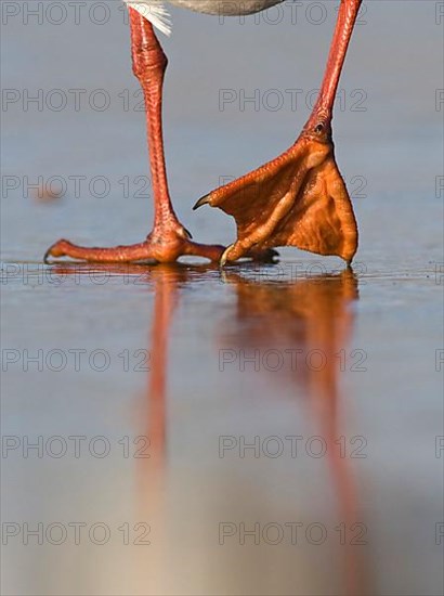 Black-headed gull