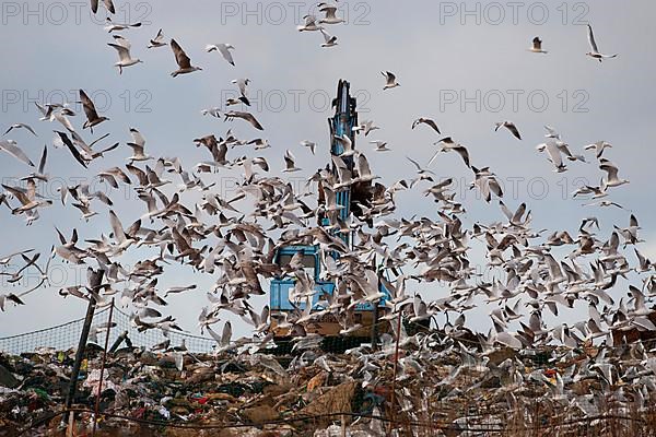 European herring gull