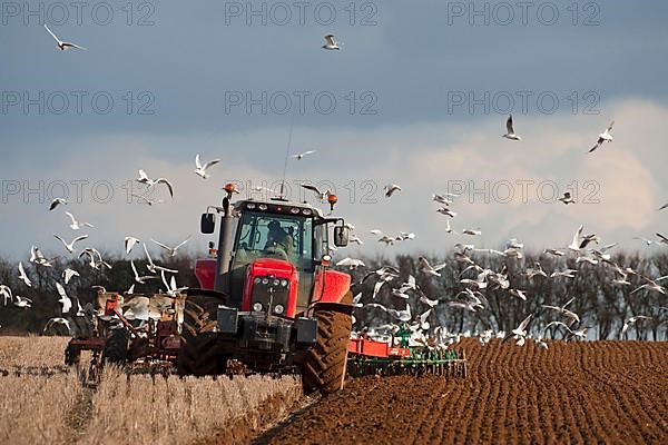 Black-headed gull