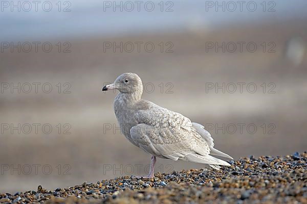 Glaucous gull