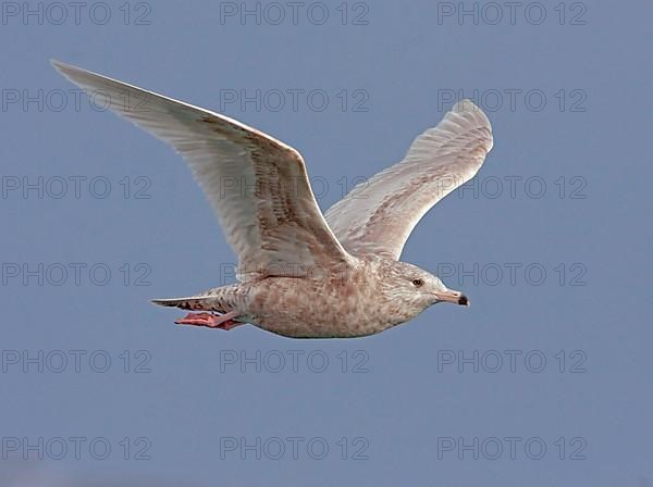 Glaucous gull