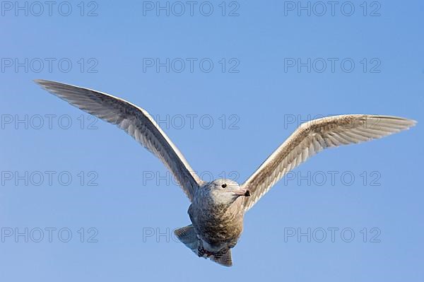 Glaucous gull