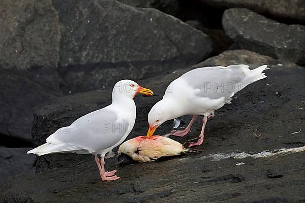 Glaucous Gull