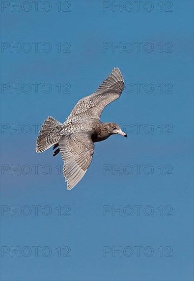 Glaucous Gull