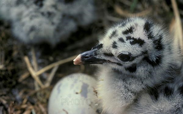 Herring Gull