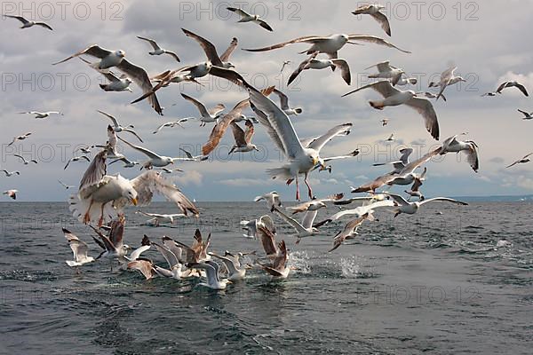 European herring gull