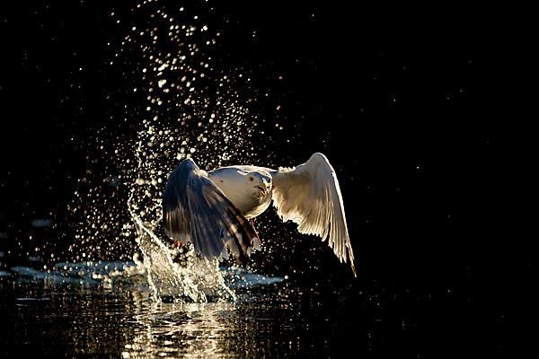 European herring gull