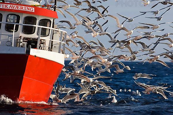 European herring gull