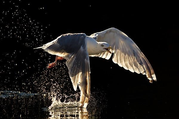 Herring Gull