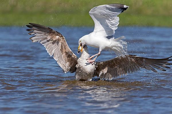 Adult great black-backed gull