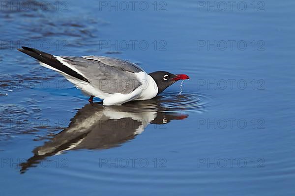 Laughing Gull