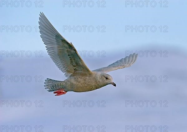 Iceland gull