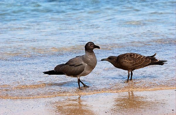 Lava Gull