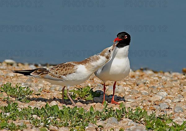 Mediterranean gull