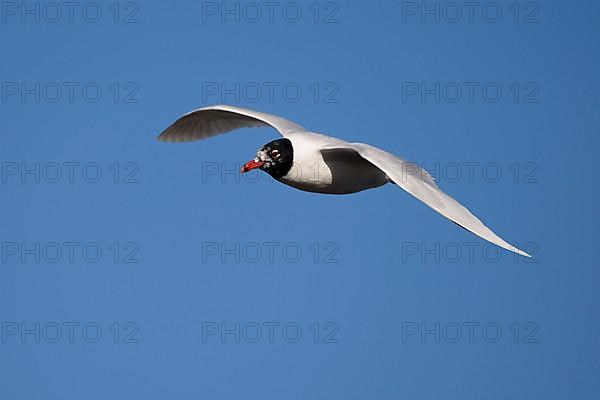 Mediterranean Gull