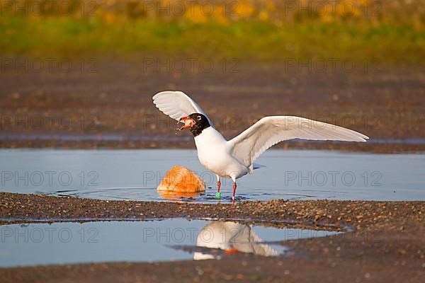 Mediterranean gull