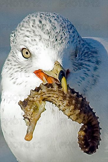 Ring-billed gulls