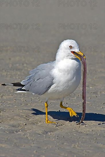 Ring-billed Gull Ring-billed Gull