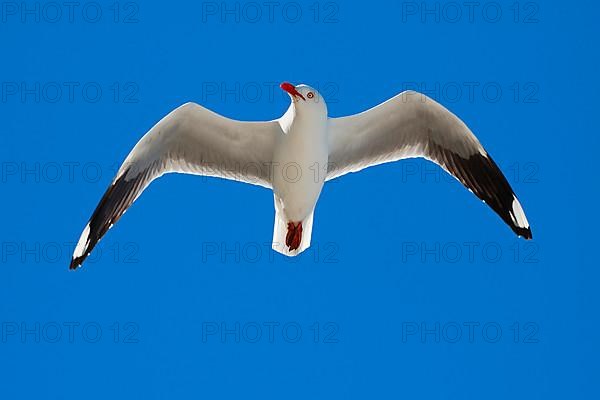 White-headed Black-headed Black-headed Gull