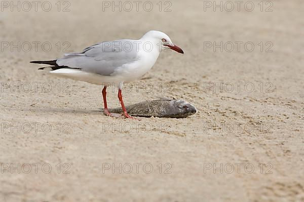 White-headed Black-headed Black-headed Gull