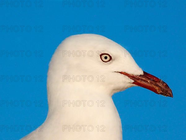 White-headed Black-headed Black-headed Gull