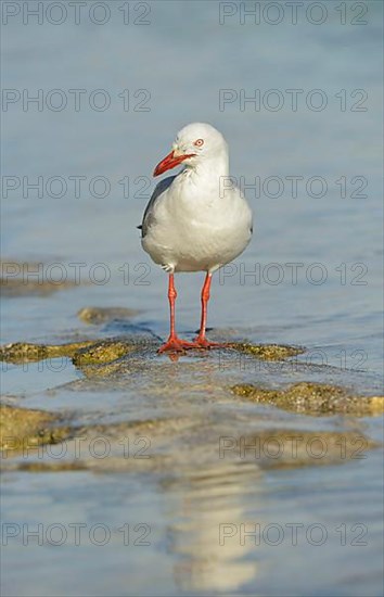 White-headed Black-headed Black-headed Gull