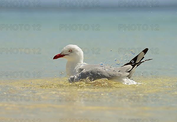 White-headed Black-headed Black-headed Gull