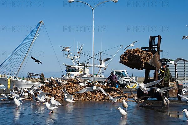 Slaty-backed gull