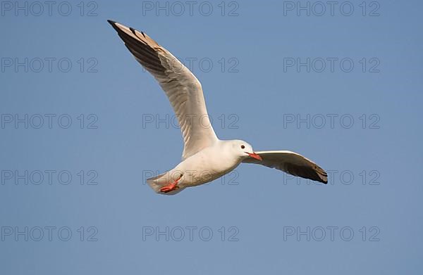 Slender-billed gull