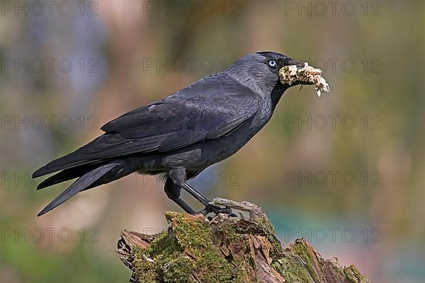 Western jackdaw