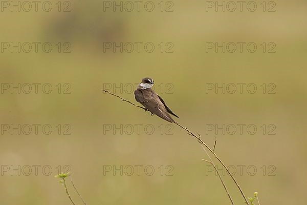 White-browed Sand Martin