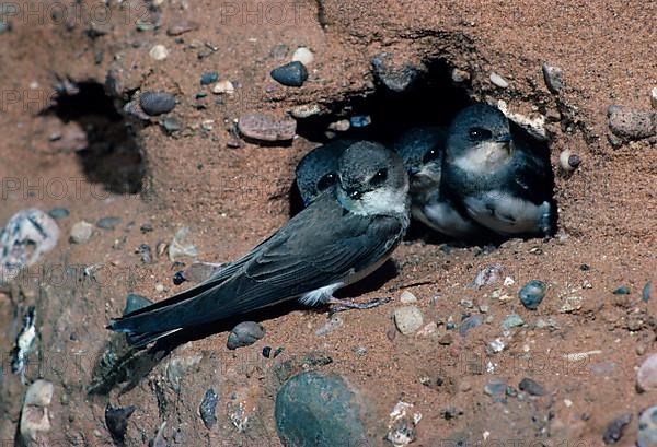 Sand martin