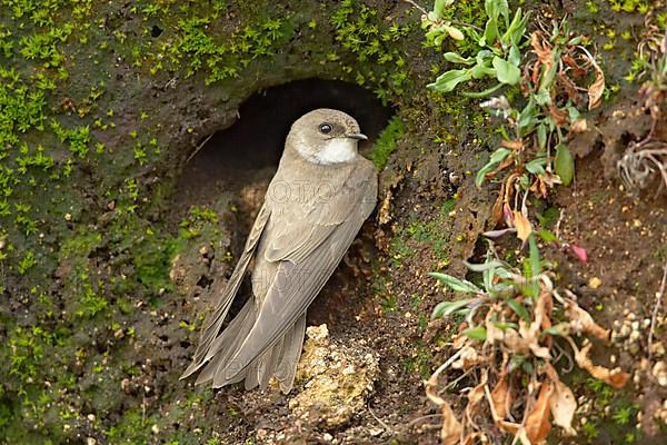 Sand martin