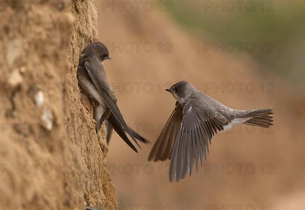 Sand martin