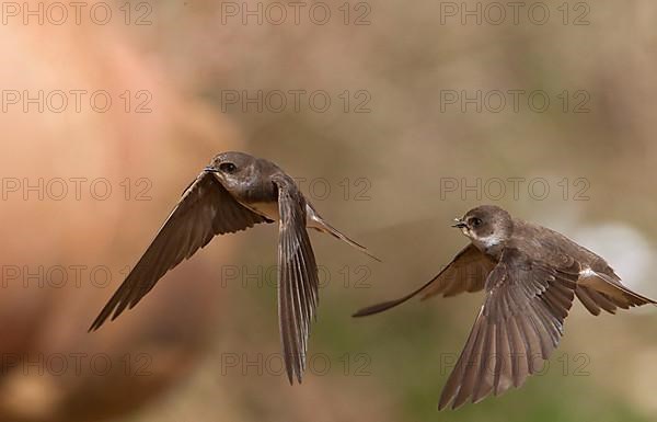 Sand martin