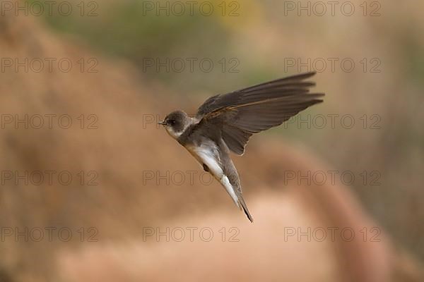 Sand martin