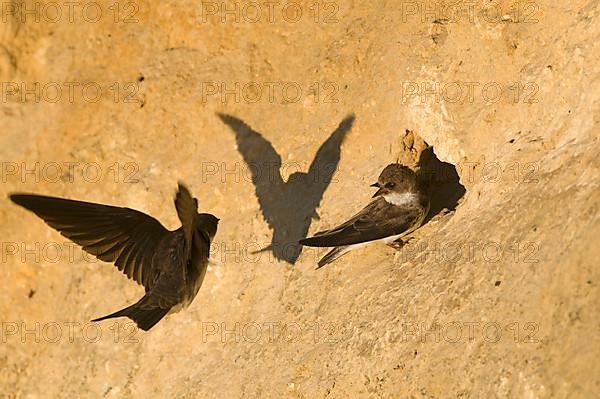 Sand martin