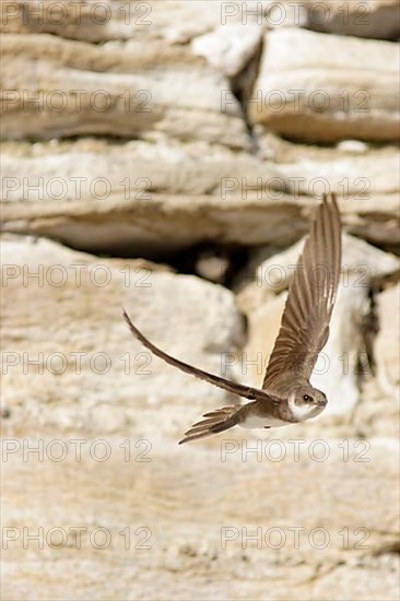 Sand martin