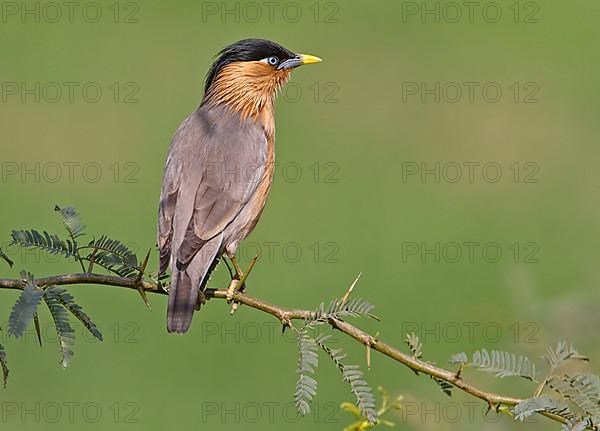 Brahminy starling