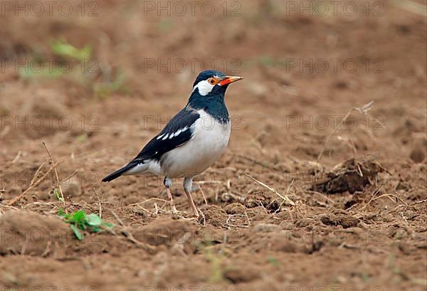 Asian pied myna