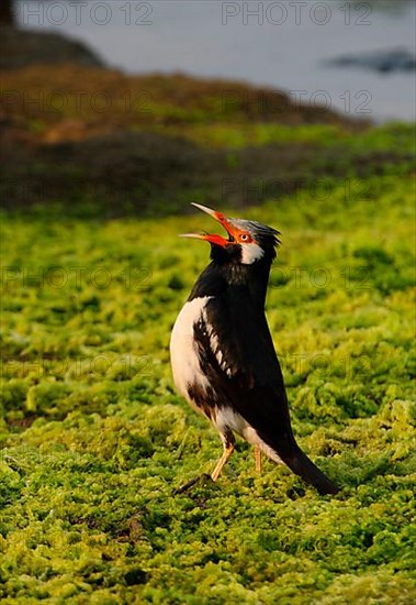 Asian Pied Myna