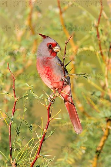 Pyrrhuloxia