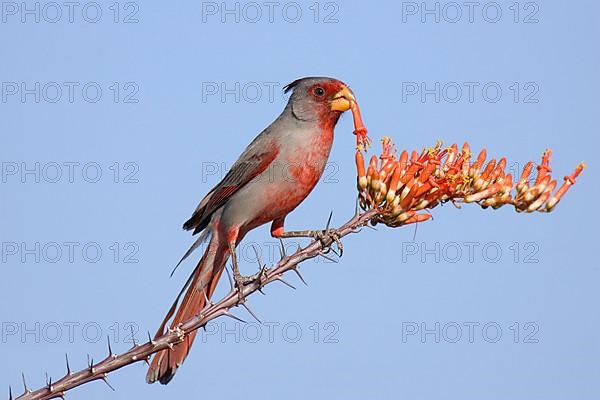 Pyrrhuloxia