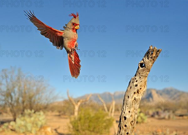 Pyrrhuloxia sinuatus