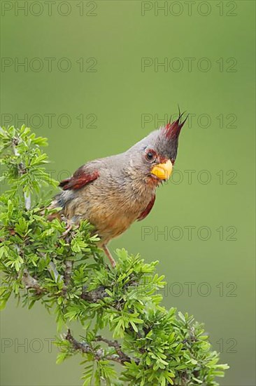 Pyrrhuloxia sinuatus