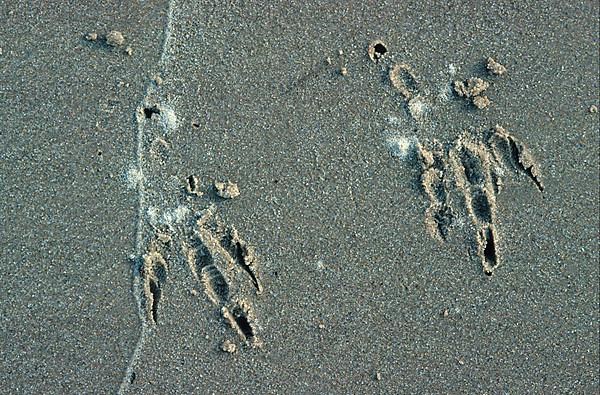 Tracks of common ravens